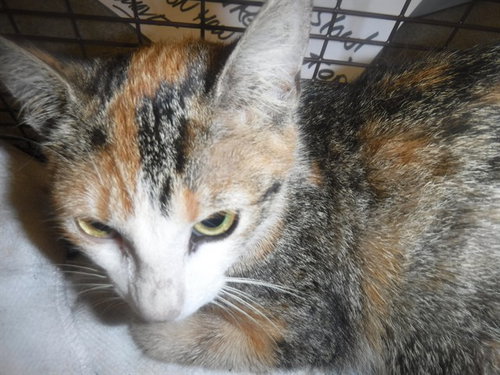 SKY, Adult Domestic Short Hair / Mixed (medium coat), cat for adoption in Boynton Beach, Florida