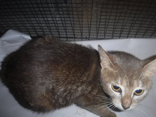 SUGAR, Adult Domestic Short Hair / Mixed (medium coat), cat for adoption in Boynton Beach, Florida