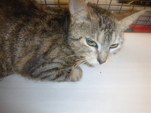 SALL, Adult Domestic Short Hair / Mixed (medium coat), cat for adoption in Boynton Beach, Florida