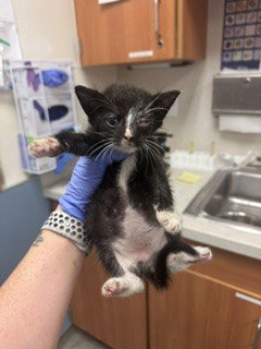 ELWOOD, Baby Domestic Short Hair (medium coat), cat for adoption in Boynton Beach, Florida