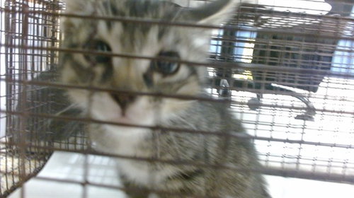 ESPRESSO, Baby Domestic Short Hair (medium coat), cat for adoption in Boynton Beach, Florida