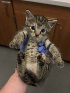CALLIE, Baby Domestic Short Hair (medium coat), cat for adoption in Boynton Beach, Florida