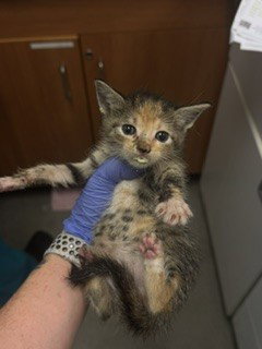 NOVA, Baby Domestic Short Hair (medium coat), cat for adoption in Boynton Beach, Florida