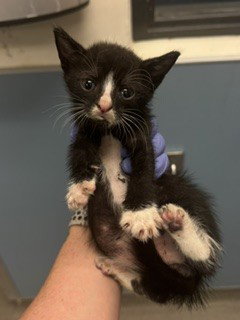 ERROL, Baby Domestic Short Hair (medium coat), cat for adoption in Boynton Beach, Florida