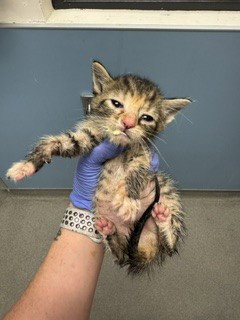 ALLY, Baby Domestic Short Hair (medium coat), cat for adoption in Boynton Beach, Florida