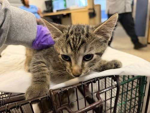 MANVIS, Baby Domestic Short Hair (medium coat), cat for adoption in Hialeah, Florida