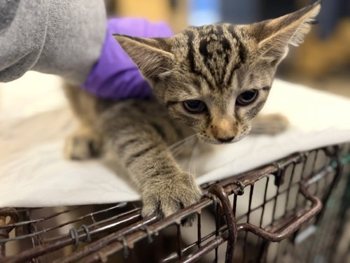 TRINITY, Baby Domestic Short Hair (medium coat), cat for adoption in Hialeah, Florida