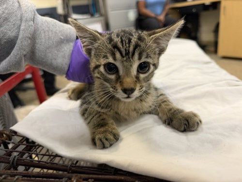 MELODY, Baby Domestic Short Hair (medium coat), cat for adoption in Hialeah, Florida