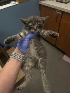 JENNY, Baby Domestic Short Hair (medium coat), cat for adoption in Boynton Beach, Florida