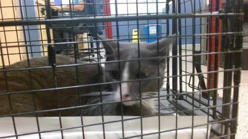 RIKER, Adult Domestic Short Hair (medium coat), cat for adoption in Hialeah, Florida