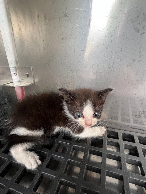CORAL, Baby Domestic Short Hair (medium coat), cat for adoption in Hialeah, Florida