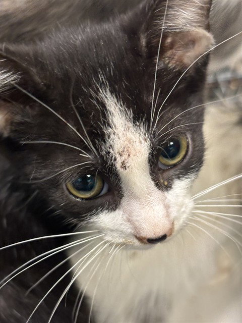 PEARL, Baby Domestic Short Hair (medium coat), cat for adoption in Boynton Beach, Florida
