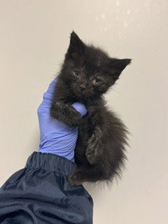 GATTITO, Baby Domestic Short Hair (medium coat), cat for adoption in Aventura, Florida
