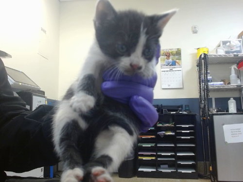 SETH, Baby Domestic Short Hair (medium coat), cat for adoption in Boynton Beach, Florida