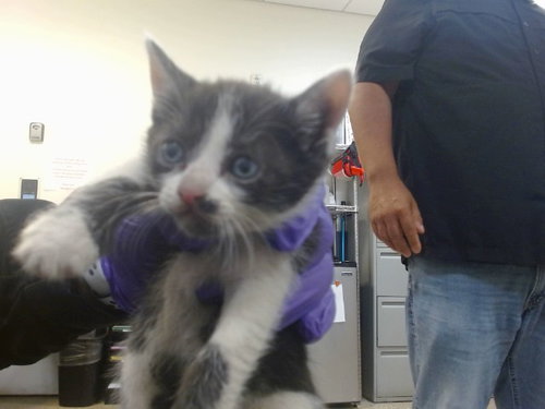 PEPE, Baby Domestic Short Hair (medium coat), cat for adoption in Boynton Beach, Florida
