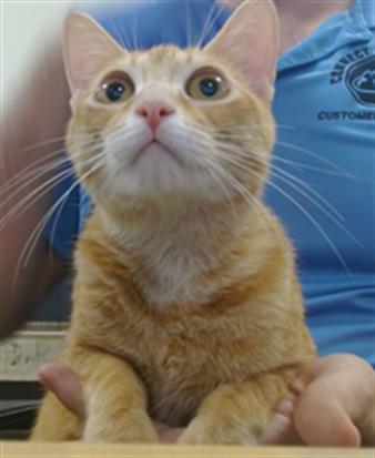 SUNSHINE, Young Domestic Short Hair (medium coat), cat for adoption in Boynton Beach, Florida