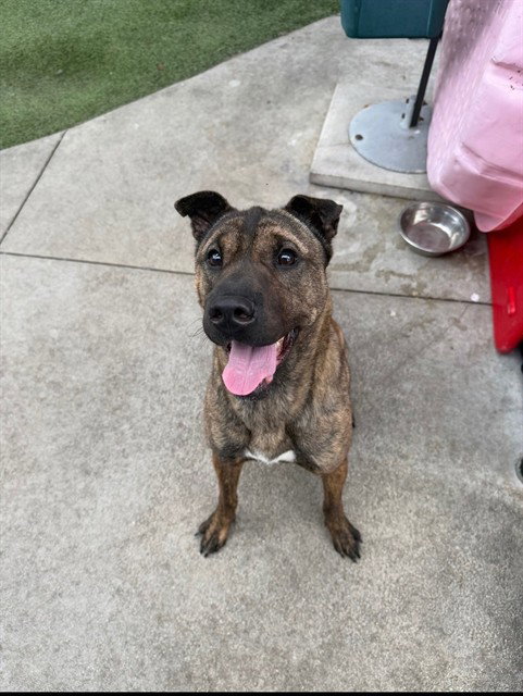 LADY, an adoptable Chinese Shar-Pei in Miami, FL