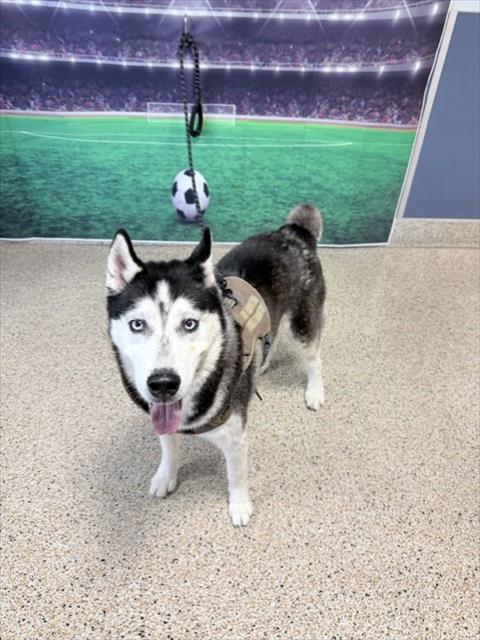 BALTO
