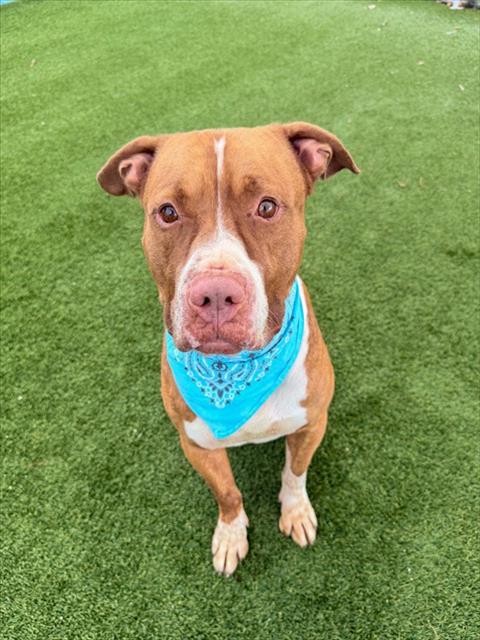 KANO, a dog for adoption from Miami Dade Animal Services
