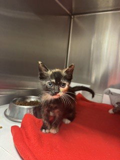 JELLY, Baby Domestic Short Hair (medium coat), cat for adoption in Aventura, Florida