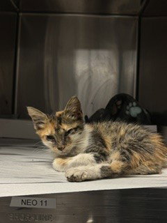 TAILS, Baby Domestic Short Hair (medium coat), cat for adoption in Davie, Florida