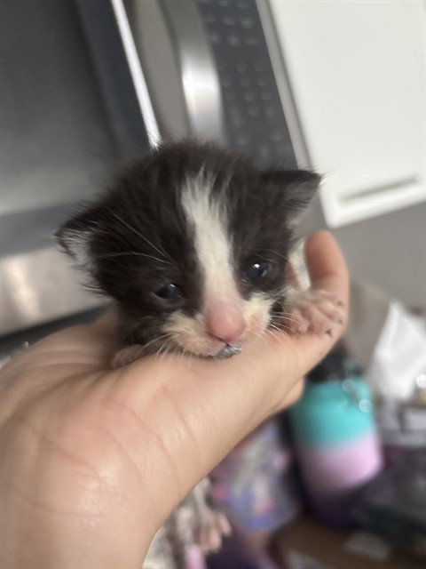 CHOCOLATE CHIP
