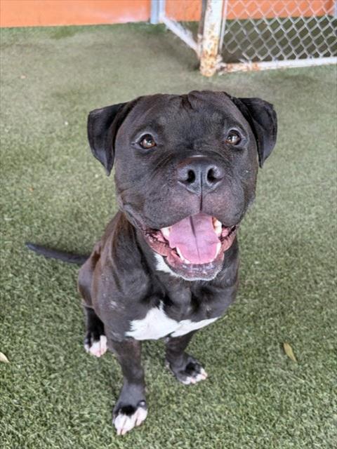 NEGRO, an adoptable Pit Bull Terrier in Miami, FL