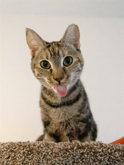 TAYTAY, Young Domestic Short Hair (medium coat), cat for adoption in Aventura, Florida