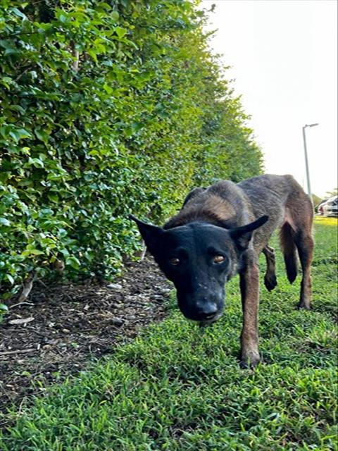 ARTEMIS, an adoptable Belgian Shepherd Malinois in Miami, FL