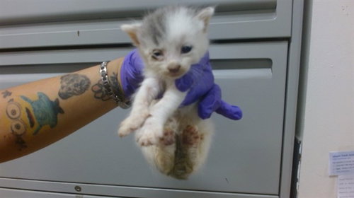 CHICHI, Baby Domestic Short Hair (medium coat), cat for adoption in Plantation, Florida