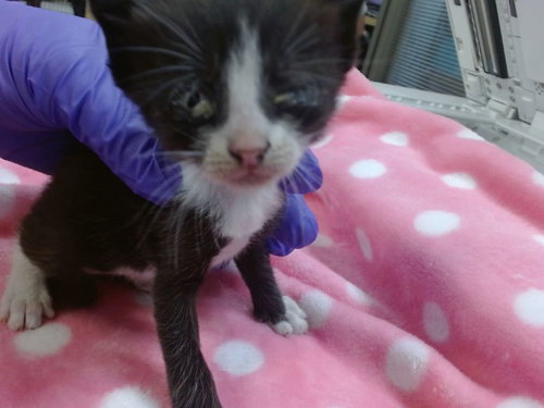 BRONZ, Baby Domestic Short Hair (medium coat), cat for adoption in Plantation, Florida