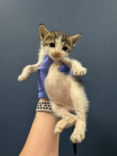 BEVERLY, Baby Domestic Short Hair (medium coat), cat for adoption in Aventura, Florida