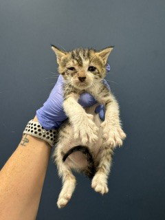 MALIBU, Baby Domestic Short Hair (medium coat), cat for adoption in Aventura, Florida