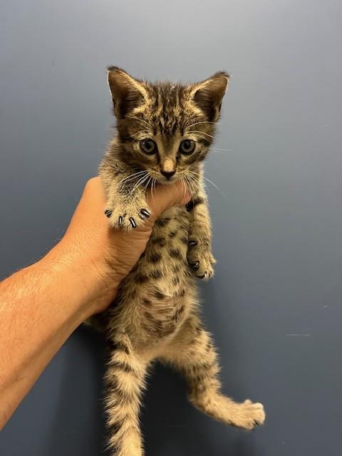 TABBY