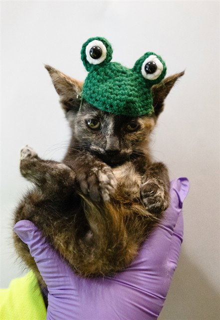 LORENA, Baby Domestic Short Hair (medium coat), cat for adoption in Aventura, Florida