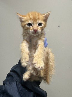 CHEETO