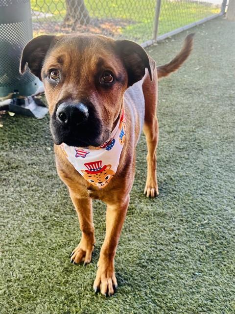 CURRY, an adoptable Black Mouth Cur in Miami, FL