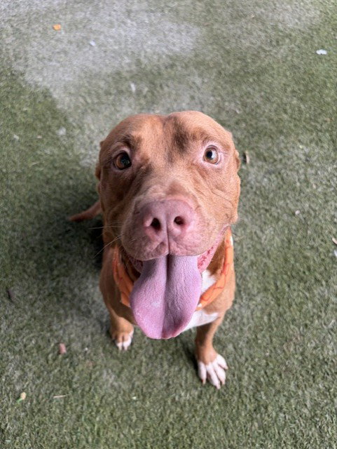 MOOSE - Pit Bull Terrier available for adoption