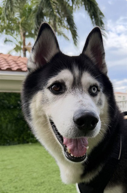 OREO