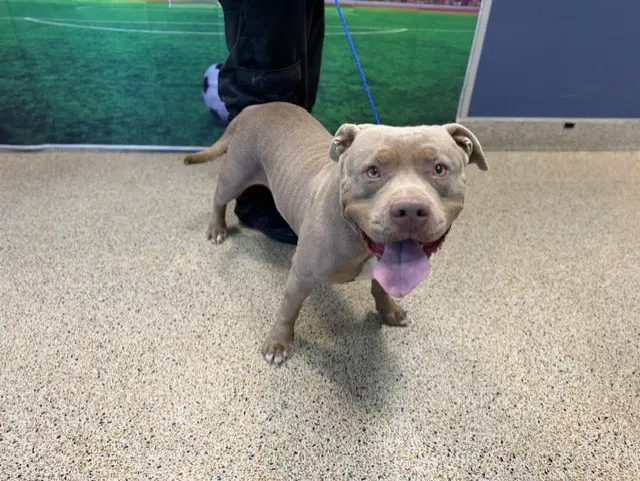 Myra - American Bulldog
