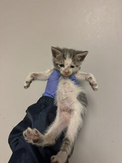 ZOODLES, Baby Domestic Short Hair (medium coat), cat for adoption in Aventura, Florida