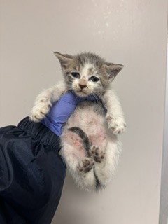 FLUFFERNESS, Baby Domestic Short Hair (medium coat), cat for adoption in Aventura, Florida
