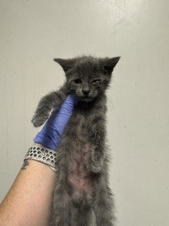 INDIGO, Baby Domestic Short Hair (medium coat), cat for adoption in Aventura, Florida