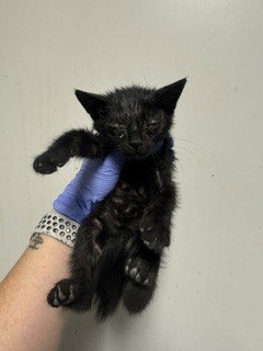 QUINN, Baby Domestic Short Hair (medium coat), cat for adoption in Aventura, Florida