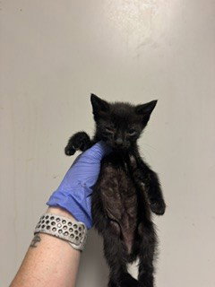EMERY, Baby Domestic Short Hair (medium coat), cat for adoption in Aventura, Florida
