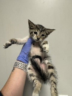 IVORY, Baby Domestic Short Hair (medium coat), cat for adoption in Aventura, Florida