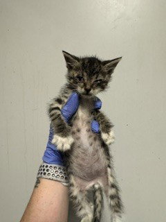 HAZEL, Baby Domestic Short Hair (medium coat), cat for adoption in Aventura, Florida
