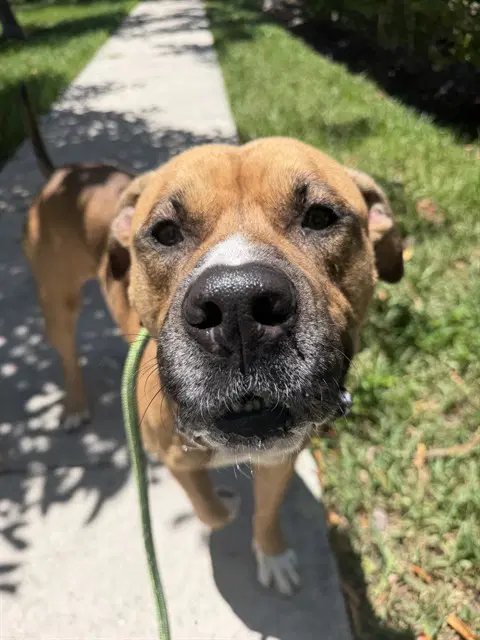Biff - American Bulldog