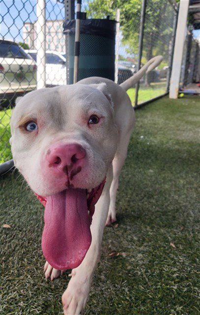 LOCK, an adoptable American Bulldog in Miami, FL