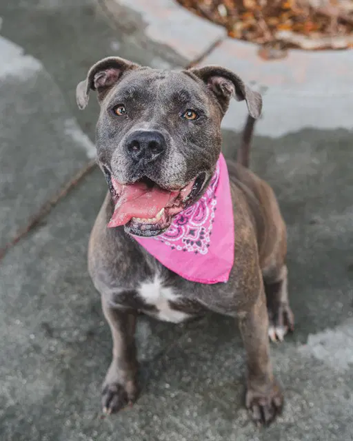 Jade - American Bulldog